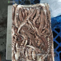 Giant squid entacle 10kg per block frozen with blue poly bag